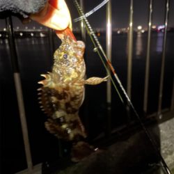 釣り納めは癒しのカサゴ