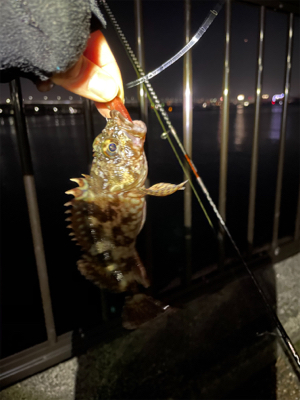 釣り納めは癒しのカサゴ