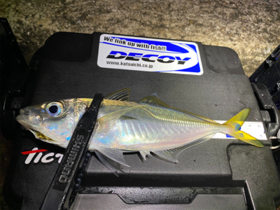 釣り納 アジング まさかの2020年で1番釣れた