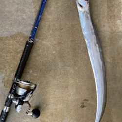 ルアーフィッシングでタチウオ釣果！！