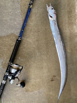 ルアーフィッシングでタチウオ釣果！！