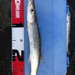 夕マズメのカマス