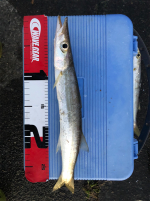 夕マズメのカマス