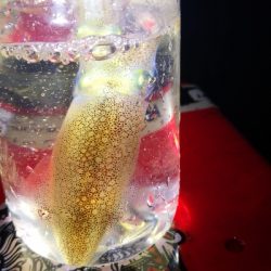 アジング練習 244  ヒイカ調査