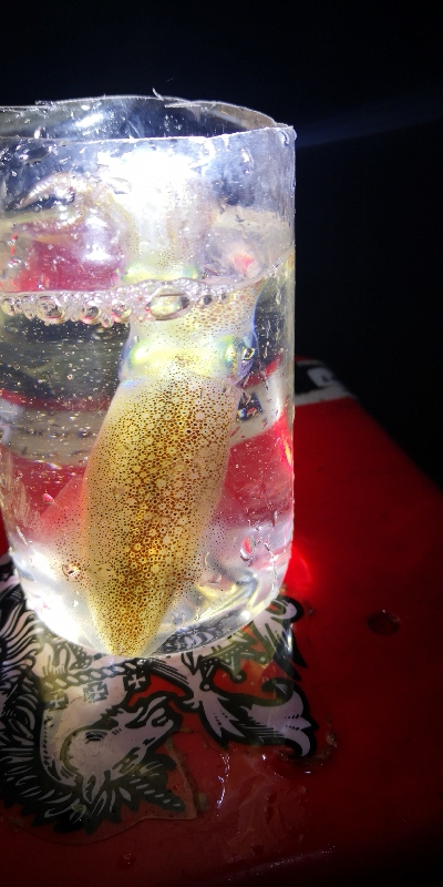 アジング練習 244  ヒイカ調査