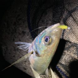 2020釣納め　アジング