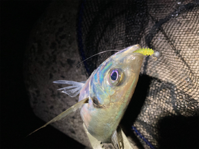 2020釣納め　アジング