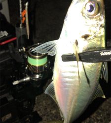 アジングナイト(釣り納め)