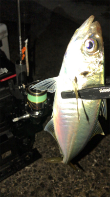 アジングナイト(釣り納め)