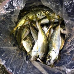 本当に年内最後です。納竿‼︎