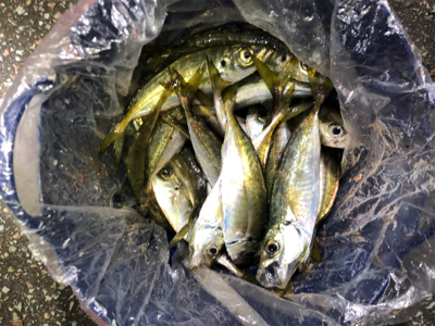 本当に年内最後です。納竿‼︎