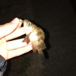 2020年ラスト釣行