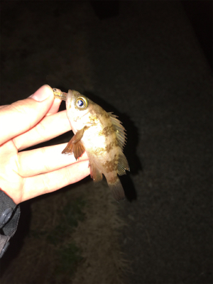 2020年ラスト釣行