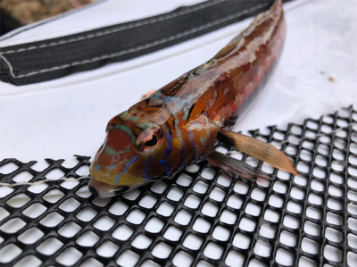 デカチヌ 7目つり！