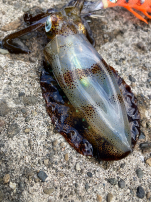 朝マズメに磯でヒラスズキ！！港でアオリイカ…