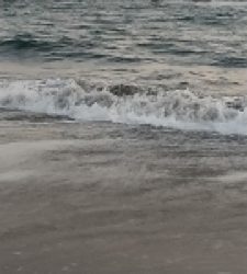 ワタリガニさん