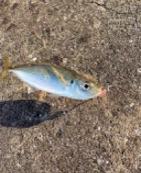 壱岐島でアジング！