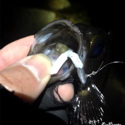 釣り納めメバリング