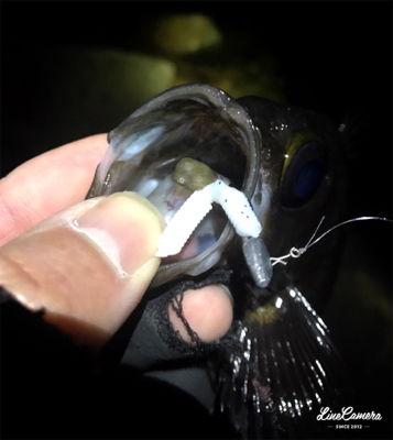 釣り納めメバリング