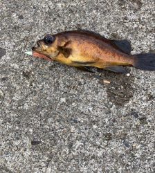 マヅメ特攻隊　隊長よりメバル釣果報告