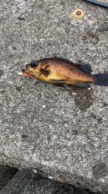 マヅメ特攻隊　隊長よりメバル釣果報告