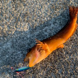 デイライトゲーム