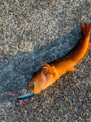 デイライトゲーム