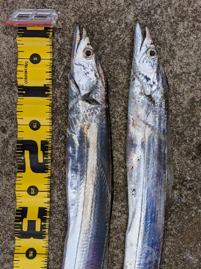 シーズン初タチウオ