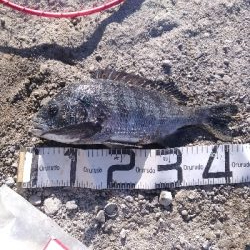 12/6釣果タチウオツバスチヌグレデカアジ