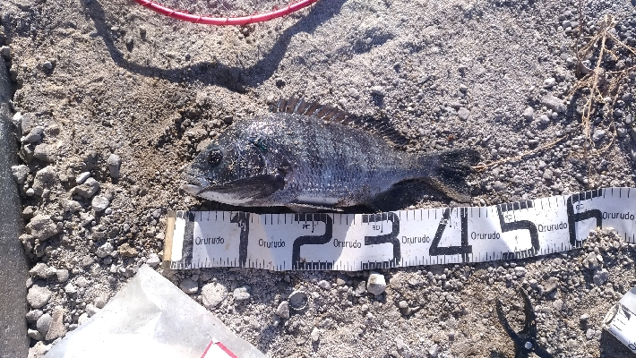 12/6釣果タチウオツバスチヌグレデカアジ