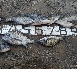 12/20釣果タチウオチヌグレデカアジ