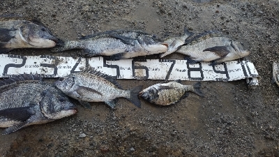 12/20釣果タチウオチヌグレデカアジ