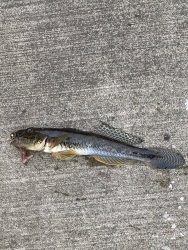 五目釣りを目指して