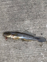 五目釣りを目指して