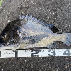 イチノ兄弟、釣果！