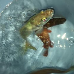 淡路観光アジング2