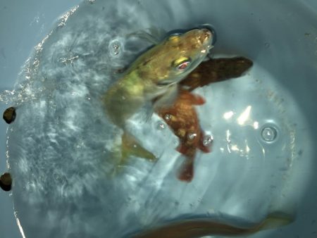 淡路観光アジング2