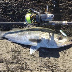 中部地磯プラッキング