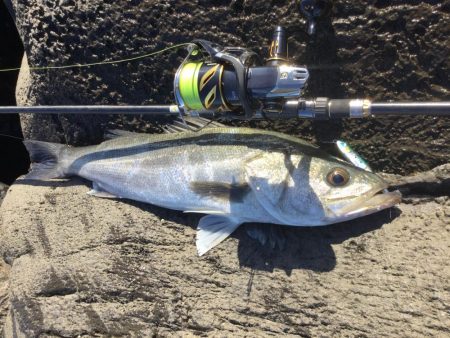 中部地磯プラッキング