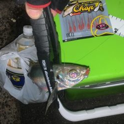 アジングとヒイカゲーム