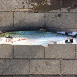 ギリ鰆62センチ。ハマチ47センチ。。