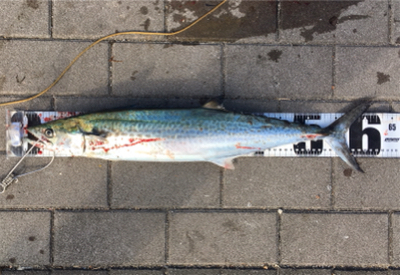 ギリ鰆62センチ。ハマチ47センチ。。