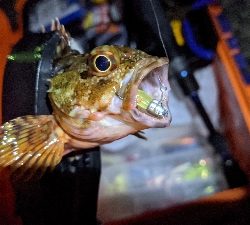 ガッシーで釣り納め