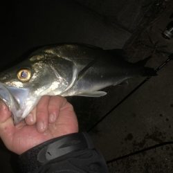 冬の湾奥シーバス