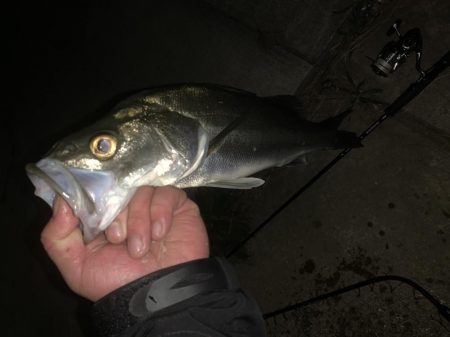 冬の湾奥シーバス