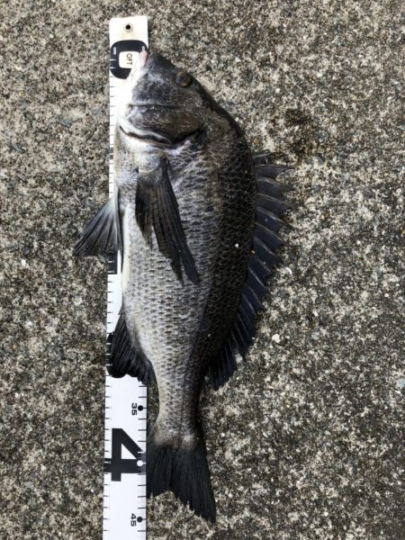 イチノ兄弟、釣果！