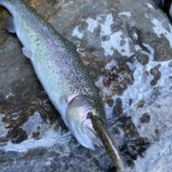 エリアトラウト