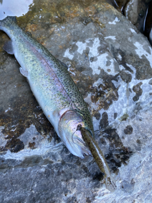 エリアトラウト