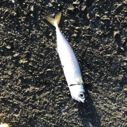 ジクパラバイブマキマキ