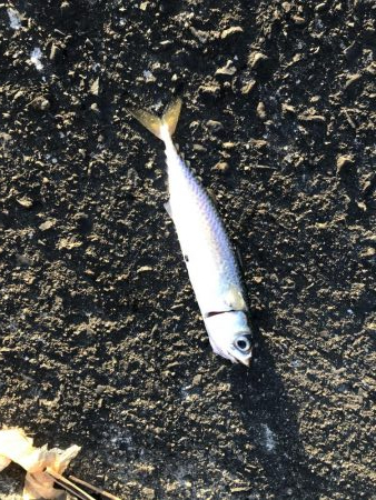 ジクパラバイブマキマキ